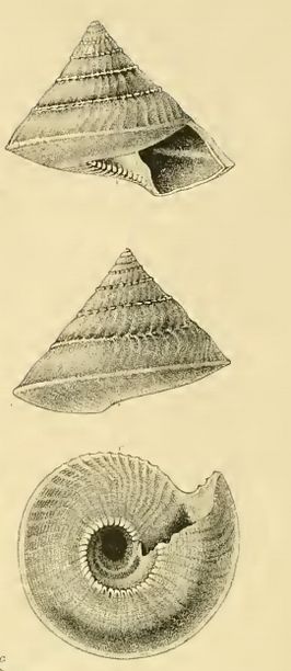 Hadroconus sibogae