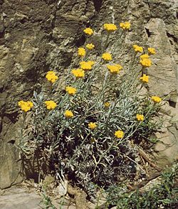 Helichrysum stoechas