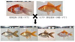 野生ヒブナ（沖縄）と琉球金魚（市販）をかけ合わせた結果