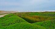 Miniatura para Pantanos de Huanchaco