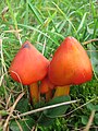 Groupe de champignons orange