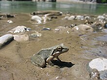 Маленькая лягушка на берегу реки сидит на коричневом песке.