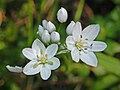 Flower closeup