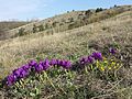 Verbliebener Trockenrasen mit Zwerg-Schwertlilie (Iris pumila) am Pfaffenberg