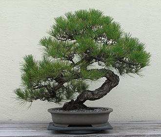Японская чёрная сосна (Pinus thunbergii Parl.), выращенная в виде бонсай