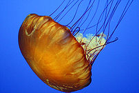 Pacific sea nettle, Chrysaora fuscescens, ende...