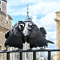 Deux corbeaux à Londres