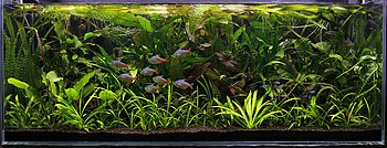 Aquarium densely filled with plants, some of which have rosettes of strap-like leaves, and the leaves are intertwined with one another. Some red and blue fishes of various sizes are swimming around.