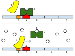 1: RNA Polymerase, 2: Repressor, 3: Promoter, 4: Operator, 5: Lactose, 6: lacZ, 7: lacY, 8: lacA. Top: The gene is essentially turned off. There is no lactose to inhibit the repressor, so the repressor binds to the operator, which obstructs the RNA polymerase from binding to the promoter and making lactase. Bottom: The gene is turned on. Lactose is inhibiting the repressor, allowing the RNA polymerase to bind with the promoter, and express the genes, which synthesize lactase. Eventually, the lactase will digest all of the lactose, until there is none to bind to the repressor. The repressor will then bind to the operator, stopping the manufacture of lactase. Lac Operon.svg