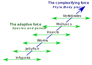 Lamarck's two-factor theory involves 1) a complexifying force that drives animal body plans towards higher levels (orthogenesis) creating a ladder of phyla, and 2) an adaptive force that causes animals with a given body plan to adapt to circumstances (use and disuse, inheritance of acquired characteristics), creating a diversity of species and genera. Popular views of Lamarckism only consider an aspect of the adaptive force. Lamarck's Two-Factor Theory.svg