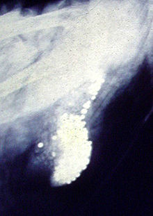 Czarno-białe zdjęcie rentgenowskie, profil. Poniżej mostka widać jasne, kuliste śruciny wypełniające dolną i przednią część żołądka, rządek śrucin widać też w przyżołądkowej części przełyku.