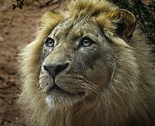 Description de l'image Leo the lion.jpg.