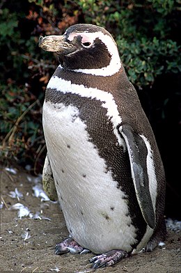 Magelaninis pingvinas (Spheniscus magellanicus)