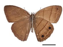 Alcinoe satyr (Malaveria alcinoe). Dorsal view on left, ventral view on right)