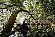 Mangrove forest at Las Piñas–Parañaque Critical Habitat and Ecotourism Area. Photograph: FroyR (CC BY-SA 4.0)