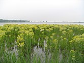 De associaitie van goudzuring en moerasandijvie