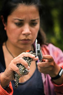 A researcher measures a wild woodpecker. The bird's right leg has a metal identification tag. Monitoreo de Aves a Largo Plazo.jpg