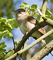 Common nightingale