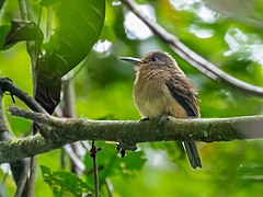 Description de l'image Nonnula sclateri - Fulvous-chinned Nunlet; Rio Branco, Acre, Brazil.jpg.