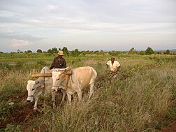 Travail au champ en Ouganda.