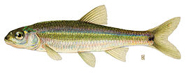 Notropis hudsonius