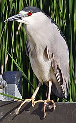 Miniatura para Nycticorax