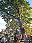 鹿島御子神社の大けやき