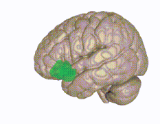 (fig.1) Rotating 3D rendered model of the orbitofrontal cortex in the human brain.