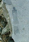 Fósil de Ottoia.