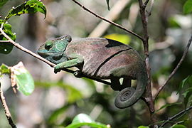 Parsons kameleon (Calumma parsonii)