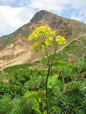 Japaninkeltavirma eli keltavirma (Patrinia gibbosa)