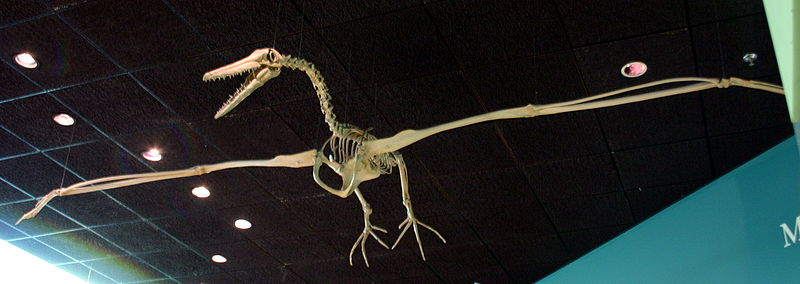 Pelagornis miocaenus Skeleton