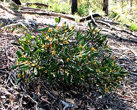 P. confertiflora (лес Тамбо, Виктория, Австралия)