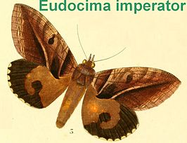 Eudocima imperator