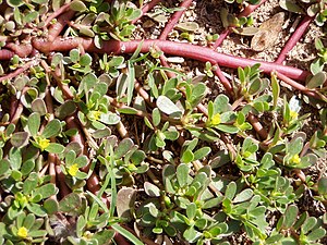 Purslane;