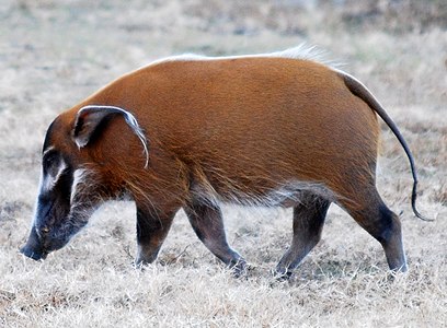 Sanglier rouge de rivière (Potamochoerus porcus).