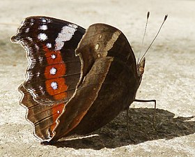 Fotografia de P. archesia, em Pretória, África do Sul, mostrando sua padronagem de "borboleta-folha" em vista inferior; também encontrada em Angola, Rodésia e África Oriental.[3][4]