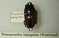 Prosopocoilus biplagiatus