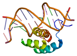 Белок HOXB7 PDB 1ahd.png