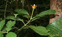 Psychotria