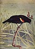 An illustration of a Red-winged Blackbird from Bird Neighbours
