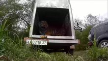 File:Releasing a Siberian tiger in Russia.webm