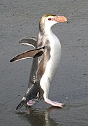 Royal Penguin