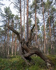 Tallskog med blåbärsris.