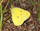 Colias eurytheme (orange sulphur) Adult, ventral view of wings.