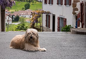 Un berger catalan dans le village français de Sare, au Pays basque. (définition réelle 4 097 × 2 827)