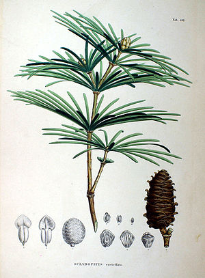 Sciadopitys verticillata