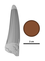 Siamosaurus holotype tooth with British penny for size comparison