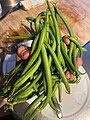 Mature green beans, freshly picked in France