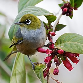 Graumantelbrillenvogel (Zosterops lateralis)